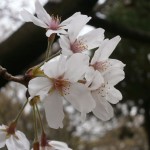掲載サムネイル写真2