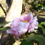 掲載サムネイル写真5