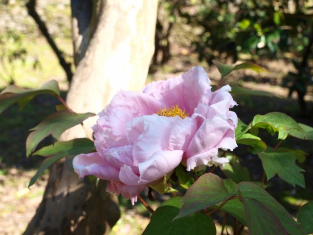 掲載写真5