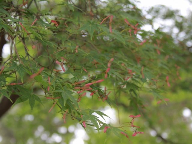 掲載写真7