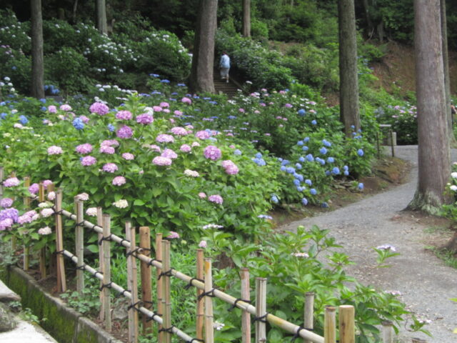 掲載写真2